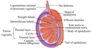 Notes Reproductive System ICSE Class 10 Biology