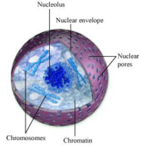 Notes Cell Cycle and Cell Division ICSE Class 10 Biology