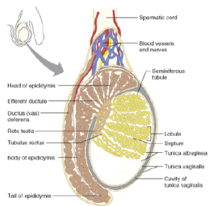 Notes Endocrine System ICSE Class 10 Biology Download PDF