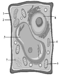 Cell The Structural and Functional Unit of Life ICSE Class 10 Biology ...