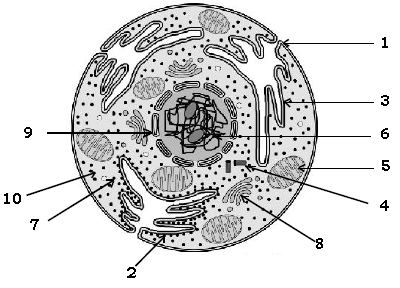 Cell The Structural and Functional Unit of Life ICSE Class 10 Biology ...