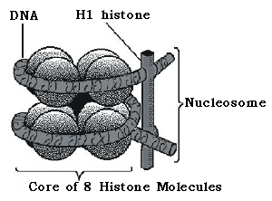Structure of Chromosomes Cell Cycle and Cell Division ICSE Class 10 Biology Board Exam Questions