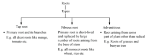 Notes Absorption by Roots ICSE Class 10 Biology Download PDF