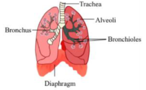 Notes Excretory System ICSE Class 10 Biology Download PDF